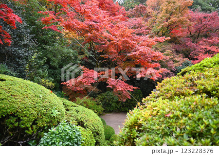 紅葉色付く京都市詩仙堂丈山寺 日本庭園 紅葉色付く京都市詩仙堂丈山寺 日本庭園 123228376