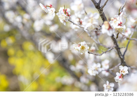 十郎 十郎梅 白梅 梅林 春の花 素材 十郎 十郎梅 白梅 梅林 春の花 素材 123228386