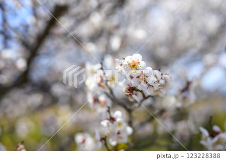 十郎 十郎梅 白梅 梅林 春の花 素材 123228388
