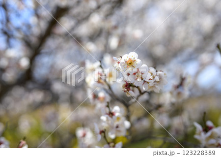 十郎 十郎梅 白梅 梅林 春の花 素材 123228389