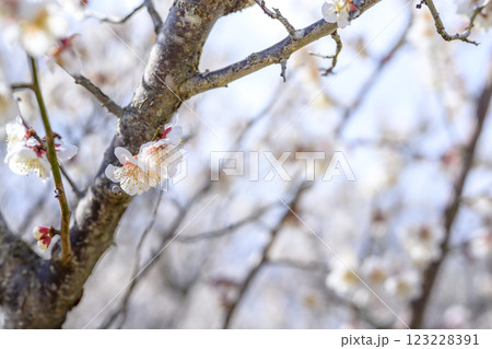 十郎 十郎梅 白梅 梅林 春の花 素材 123228391