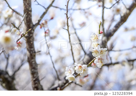 十郎 十郎梅 白梅 梅林 春の花 素材 十郎 十郎梅 白梅 梅林 春の花 素材 123228394