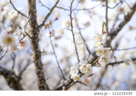 十郎 十郎梅 白梅 梅林 春の花 素材 十郎 十郎梅 白梅 梅林 春の花 素材 123228395