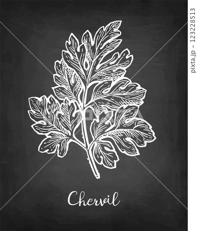Chervil herb chalk sketch 123228513