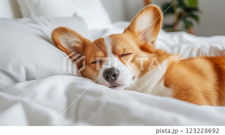 Corgi peacefully sleeping on a cozy bed in a sunlit room during the afternoon hours 123228692