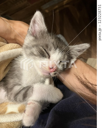 安心して腕の中で眠る子猫 安心して腕の中で眠る子猫 123228731