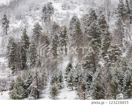 Winter landscape of Fir Tree Forest in Mountains. Christmas Landscape Background. Change of seasons from autumn to winter in Europe Mountains. Rich Forest with various green trees 123228855