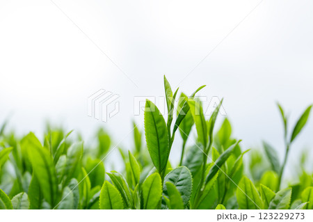 新緑の茶葉 クローズアップ 新緑の茶葉 クローズアップ 123229273