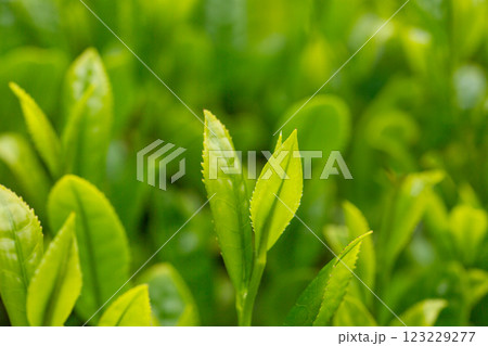 新緑の茶葉　クローズアップ 123229277