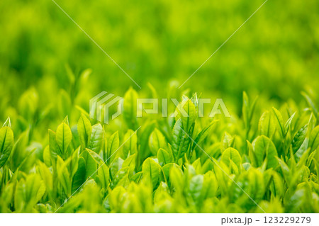 新緑の茶葉 クローズアップ 新緑の茶葉 クローズアップ 123229279