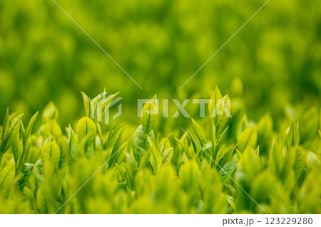 新緑の茶葉　クローズアップ 123229280