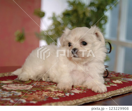 Cute fluffy dog close view portrait background 123229908