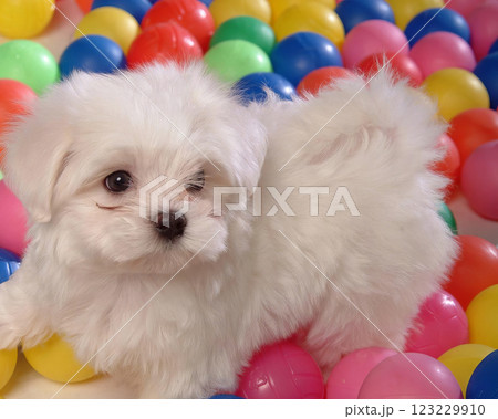Cute fluffy dog close view portrait background 123229910