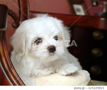Cute fluffy dog close view portrait background Cute fluffy dog close view portrait background 123229921