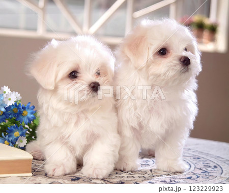 Two cute fluffy dogs close view photo background Two cute fluffy dogs close view photo background 123229923