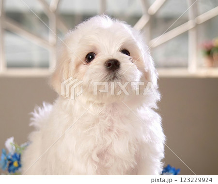 Cute fluffy dog close view portrait background Cute fluffy dog close view portrait background 123229924