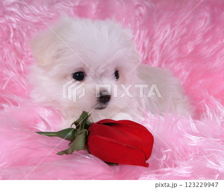 Cute fluffy dog close view portrait background 123229947