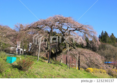 中島の地蔵桜 中島の地蔵桜 123230137