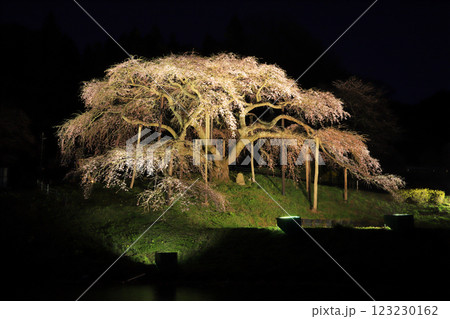 中島の地蔵桜 中島の地蔵桜 123230162