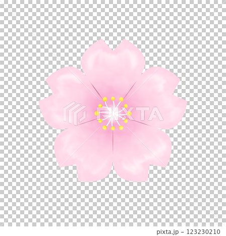 Cherry Blossoms	 123230210