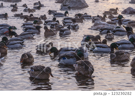 A Serene Gathering of Ducks on Calm Water, Reflecting Natures Beauty in Tranquil Harmony A Serene Gathering of Ducks on Calm Water, Reflecting Natures Beauty in Tranquil Harmony 123230282