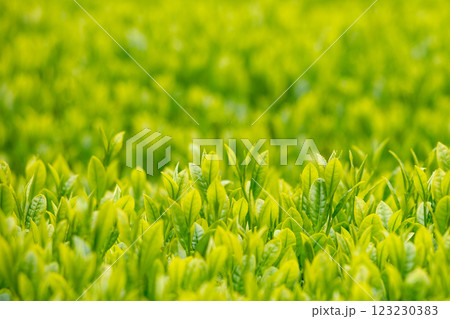 新茶 新茶 123230383