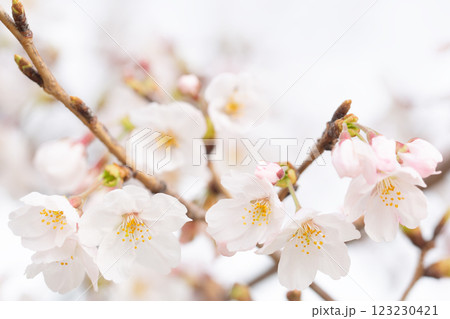 桜 桜 123230421