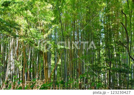 本土寺　美しい竹林（千葉県松戸市） 123230427