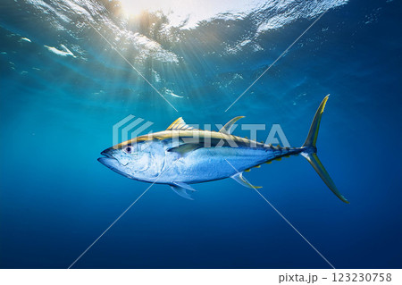 泳ぐマグロイメージ 泳ぐマグロイメージ 123230758