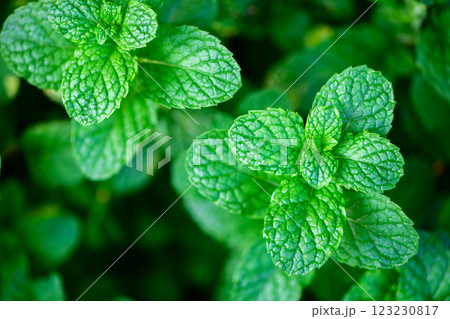 Fresh green leaves of mint, lemon balm, peppermint top view. Mint leaf texture. . Mint leaves pattern spearmint herbs nature 123230817