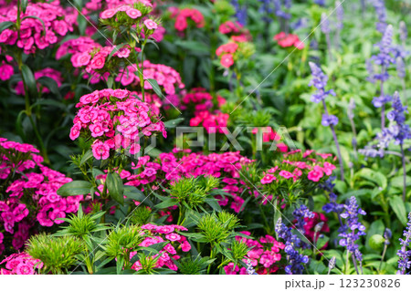 Pink Dianthus flower or Dianthus chinensis blooming in garden,Sweet flora william blooming petals pink flowers background 123230826