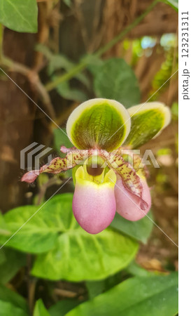 Rose Lady's slipper orchid in park 123231311
