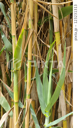 Wild bamboo forest in Sri Lanka 123231313