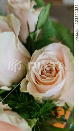 Pastel roses with green leaves 123231323