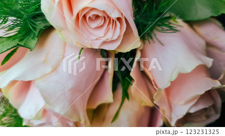 Pastel roses with green leaves 123231325