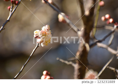 早春のピンクの梅 123231889