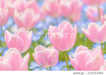 ピンクのチューリップとネモフィラの花畑の背景 123231892