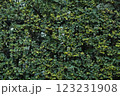 ツタの這う壁 123231908