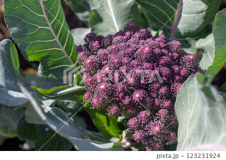 Purple broccoli head closeup. Brassica oleracea var. italica plant. Purple broccoli head closeup. Brassica oleracea var. italica plant. 123231924