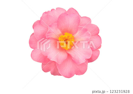 Camellia japonica, common camellia or Japanese camellia blush pink flower with yellow stamens isolated on white background 123231928