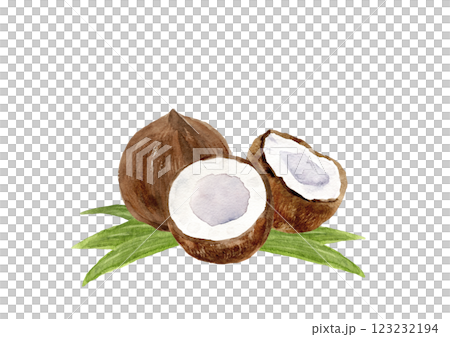 ココナッツの手描き水彩イラスト 123232194