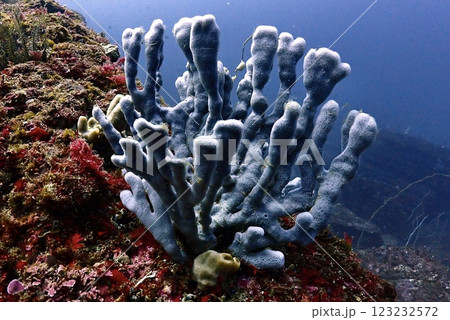 城ヶ島のソフトコーラル 123232572