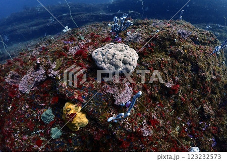 城ヶ島のソフトコーラル 城ヶ島のソフトコーラル 123232573