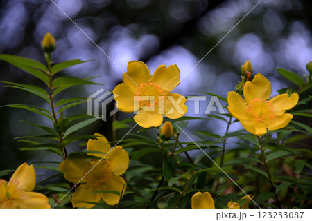 キンシバイ（金糸梅） 123233087