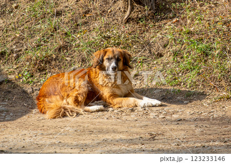 A yellow yard dog sits on the ground 123233146