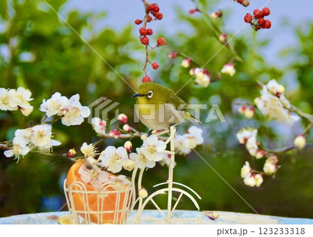 美しい早春の庭。  美しい早春の庭。 123233318