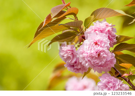 ピンクの八重桜 ピンクの八重桜 123233546