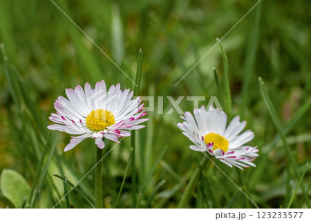 Macro photo of daisies on vibrant green grass under sunlight 123233577
