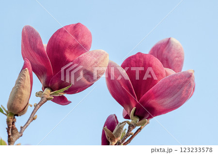 Vibrant pink magnolia flowers blooming against a bright blue sky background 123233578