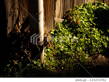 竹に生えた苔 123233762